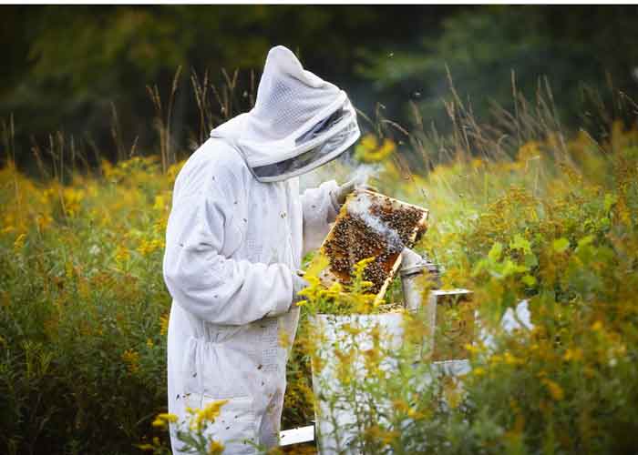 Beekeeper attending bees in a flowered field